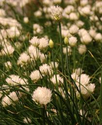 Allium schoenoprasum Snowcap