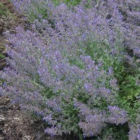 Catmint