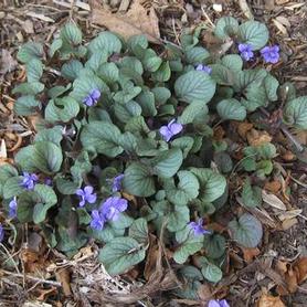 Prostrate Blue Violet