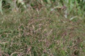 Switchgrass