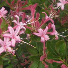 Swamp Azalea