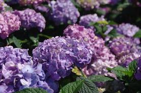 Bigleaf Hydrangea
