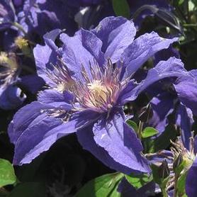 Clematis