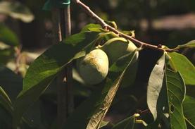 Asimina triloba Sunflower