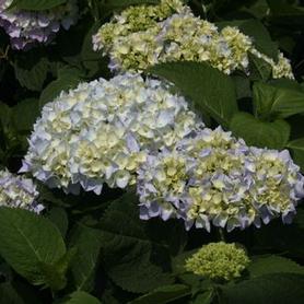 Bigleaf Hydrangea