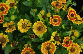 Sneezeweed