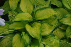 Plantain Lily
