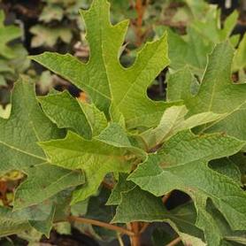Oakleaf Hydrangea
