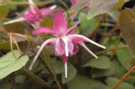 Barrenwort