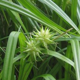 Gray's Sedge