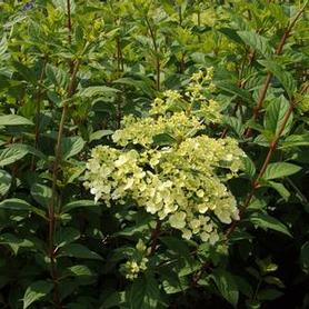 Hardy Hydrangea