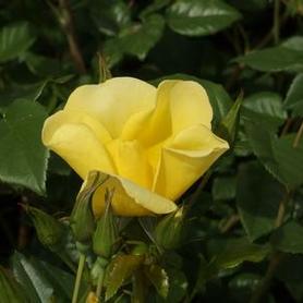 Shrub Rose