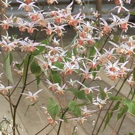 Barrenwort