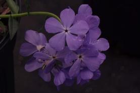 Woodland Phlox