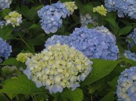 Bigleaf Hydrangea