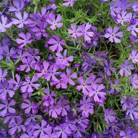 Moss Phlox