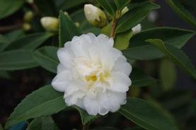 Camellia