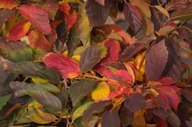 Chinese Ironwood
