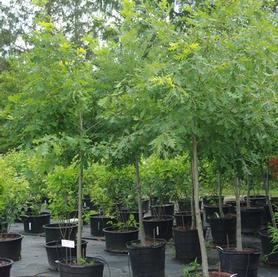 White Oak