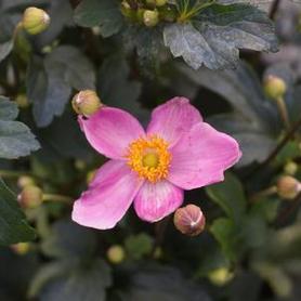 Anemone x hybrida Fantasy&trade; 'Cinderella'