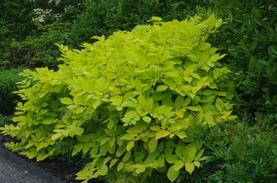 Aralia cordata Sun King