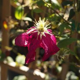Italian Clematis