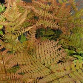 Autumn Fern