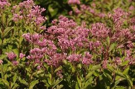 Joe Pye Weed