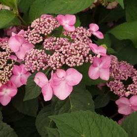Bigleaf Hydrangea