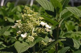 Hardy Hydrangea