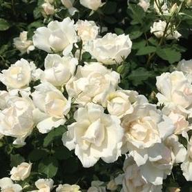Shrub Rose