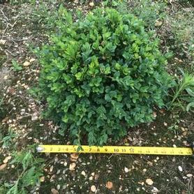 Common Boxwood