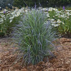 Little Bluestem