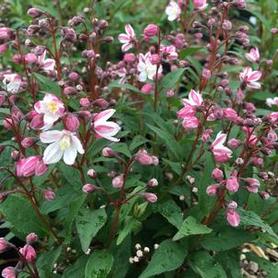 Slender Deutzia