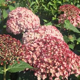 Smooth Hydrangea