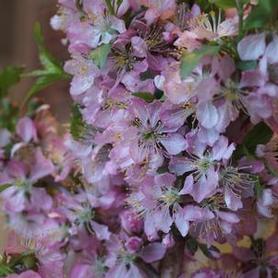 Bush Cherry