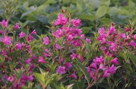 Weigela