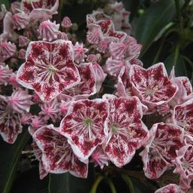Mountain Laurel