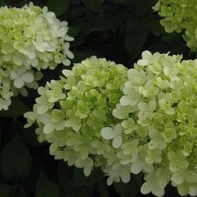 Pee Gee Hardy Hydrangea