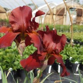 German Bearded Iris