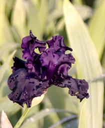 German Bearded Iris