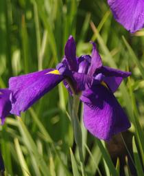 Japanese Iris