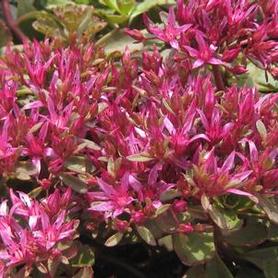 Stonecrop