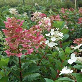 Pee Gee Hardy Hydrangea