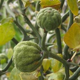 Hardy Orange