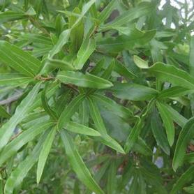 Willow Oak