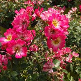 Groundcover Rose