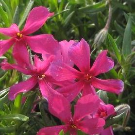 Moss Phlox