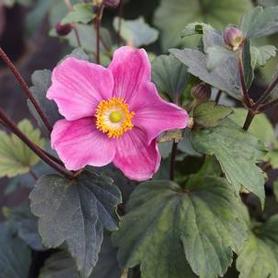 Anemone x hybrida Lucky Charm