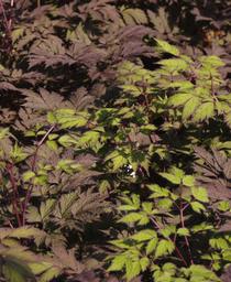 Actaea simplex Chocoholic